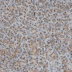 Immunohistochemical staining of human pancreas shows low expression as expected.