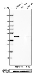 Western blot analysis in U-138MG cells transfected with control siRNA, target specific siRNA probe #1 and #2, using Anti-UBE2Z antibody. Remaining relative intensity is presented. Loading control: Anti-PPIB.