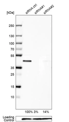 Western blot analysis in U-138MG cells transfected with control siRNA, target specific siRNA probe #1 and #2, using Anti-UBE2Z antibody. Remaining relative intensity is presented. Loading control: Anti-PPIB.