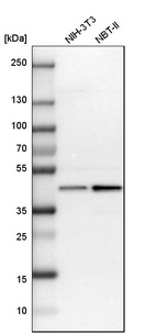 Western blot analysis in mouse cell line NIH-3T3 and rat cell line NBT-II.
