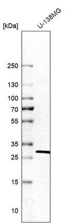Western blot analysis in human cell line U-138MG.