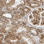 Immunohistochemical staining of human kidney shows moderate cytoplasmic/membranous positivity.