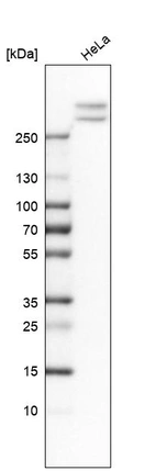 Western blot analysis in human cell line HeLa.