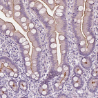 Immunohistochemical staining of human small intestine shows moderate positivity in apical membrane in glandular cells.
