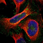 Immunofluorescent staining of human cell line U-2 OS shows localization to nucleoli, plasma membrane & vesicles.