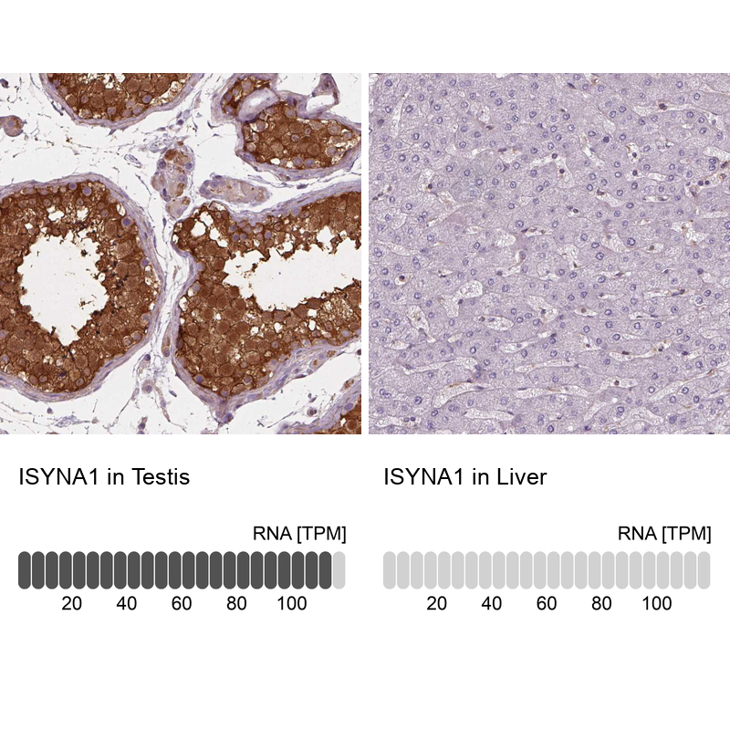 Anti-ISYNA1 Antibody