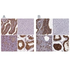 Immunohistochemical staining of human fallopian tube, liver, pancreas and testis using Anti-ISYNA1 antibody HPA007931 (A) shows similar protein distribution across tissues to independent antibody HPA008232 (B).