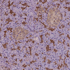 Immunohistochemical staining of human pancreas shows strong cytoplasmic positivity in exocrine glandular cells.