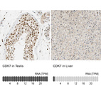 Anti-CDK7 Antibody