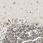 Anti-CDK7 Antibody