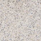 Anti-CDK7 Antibody