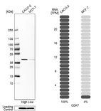 Western blot analysis in human cell lines Caco-2 and MCF-7 using Anti-CDK7 antibody. Corresponding CDK7 RNA-seq data are presented for the same cell lines. Loading control: Anti-PPIB.