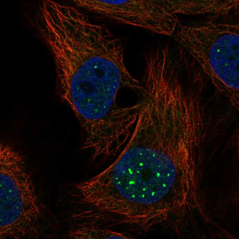Anti-NR1D1 Antibody
