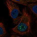 Anti-NR1D1 Antibody