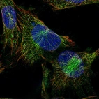 Immunofluorescent staining of human cell line U-251 MG shows localization to microtubules.