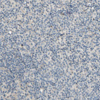Immunohistochemical staining of human lymph node shows no positivity in non-germinal center cells as expected.