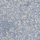 Immunohistochemical staining of human lymph node shows no positivity in non-germinal center cells as expected.