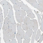 Immunohistochemical staining of human skeletal muscle shows no positivity in myocytes as expected.