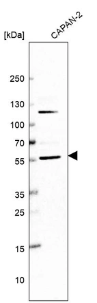 Western blot analysis in human cell line CAPAN-2.