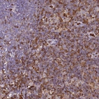 Immunohistochemical staining of human lymph node shows strong cytoplasmic positivity in non-germinal center cells.