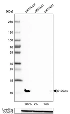 Western blot analysis in A-549 cells transfected with control siRNA, target specific siRNA probe #1 and #2, using Anti-S100A4 antibody. Remaining relative intensity is presented. Loading control: Anti-GAPDH.