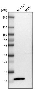 Western blot analysis in mouse cell line NIH-3T3 and rat cell line NBT-II.