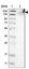 Anti-FKBP15 Antibody