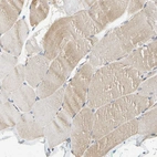 Immunohistochemical staining of human skeletal muscle shows low expression as expected.