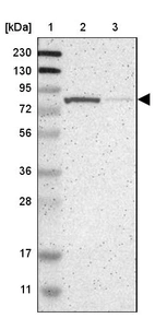 Lane 1: Marker [kDa] 230, 130, 95, 72, 56, 36, 28, 17, 11_br/_Lane 2: Human cell line RT-4_br/_Lane 3: Human cell line U-251MG sp
