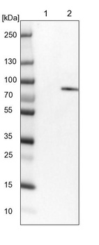 Lane 1: NIH-3T3 cell lysate (Mouse embryonic fibroblast cells)_br/_Lane 2: NBT-II cell lysate (Rat Wistar bladder tumour cells)