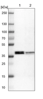 Lane 1: NIH-3T3 cell lysate (Mouse embryonic fibroblast cells)_br/_Lane 2: NBT-II cell lysate (Rat Wistar bladder tumour cells)