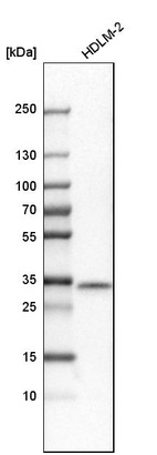 Western blot analysis in human cell line HDLM-2.