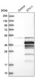 Western blot analysis in control (vector only transfected HEK293T lysate) and STX11 over-expression lysate (Co-expressed with a C-terminal myc-DDK tag (~3.1 kDa) in mammalian HEK293T cells, LY401241).