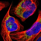 Immunofluorescent staining of human cell line U-2 OS shows localization to mitochondria.