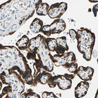 Immunohistochemical staining of human placenta shows strong positivity in trophoblastic cells.