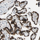 Immunohistochemical staining of human placenta shows strong positivity in trophoblastic cells.