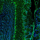 Immunofluorescence staining of mouse brain shows positivity in neurons in the olfactory bulb.