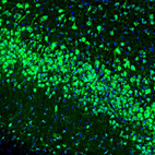 Immunofluorescence staining of mouse piriform cortex shows positivity in neurons.