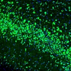 Immunofluorescence staining of mouse piriform cortex shows positivity in neurons.
