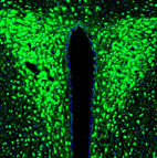 Immunofluorescence staining of mouse hypothalamus shows positivity in paraventricular and periventricular nuclei.