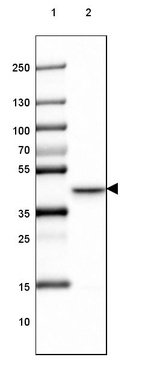 Lane 1: Marker [kDa] 250, 130, 100, 70, 55, 35, 25, 15, 10_br/_Lane 2: Human Cerebral Cortex tissue