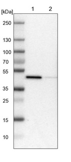 Lane 1: NIH-3T3 cell lysate (Mouse embryonic fibroblast cells)_br/_Lane 2: NBT-II cell lysate (Rat Wistar bladder tumour cells)