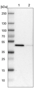 Lane 1: NIH-3T3 cell lysate (Mouse embryonic fibroblast cells)_br/_Lane 2: NBT-II cell lysate (Rat Wistar bladder tumour cells)