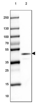 Lane 1: Marker [kDa] 250, 130, 100, 70, 55, 35, 25, 15, 10_br/_Lane 2: Mouse Cerebral Cortex tissue