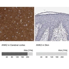 Anti-ANK2 Antibody