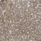 Anti-BNIP1 Antibody