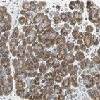 Immunohistochemical staining of human pancreas shows strong granular cytoplasmic positivity in exocrine glandular cells.