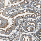 Immunohistochemical staining of human duodenum shows moderate granular cytoplasmic positivity in glandular cells.