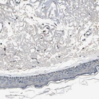 Immunohistochemical staining of human skin shows very weak positivity in squamous epithelial cells.
