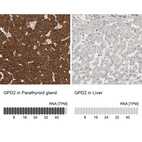 Anti-GPD2 Antibody
